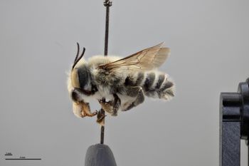 Media type: image;   Entomology 788784 Aspect: habitus lateral view